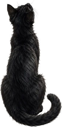 A cat gazing up at the stars